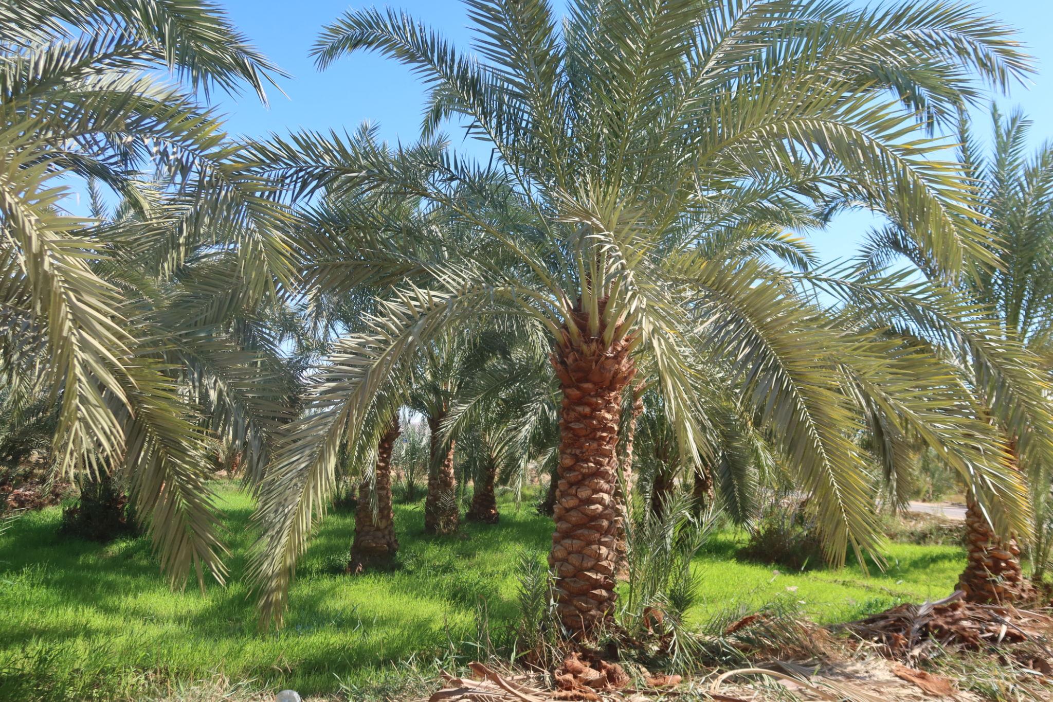 Lush date palm trees with textured trunks stand over green grass under a clear blue sky.