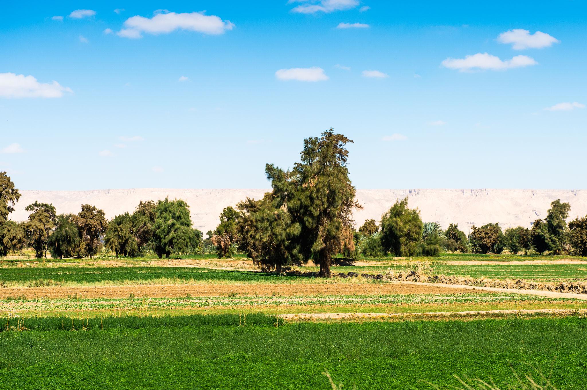 Lush green farmland and trees contrast with pale desert cliffs under a blue sky at Bahariya Oasis