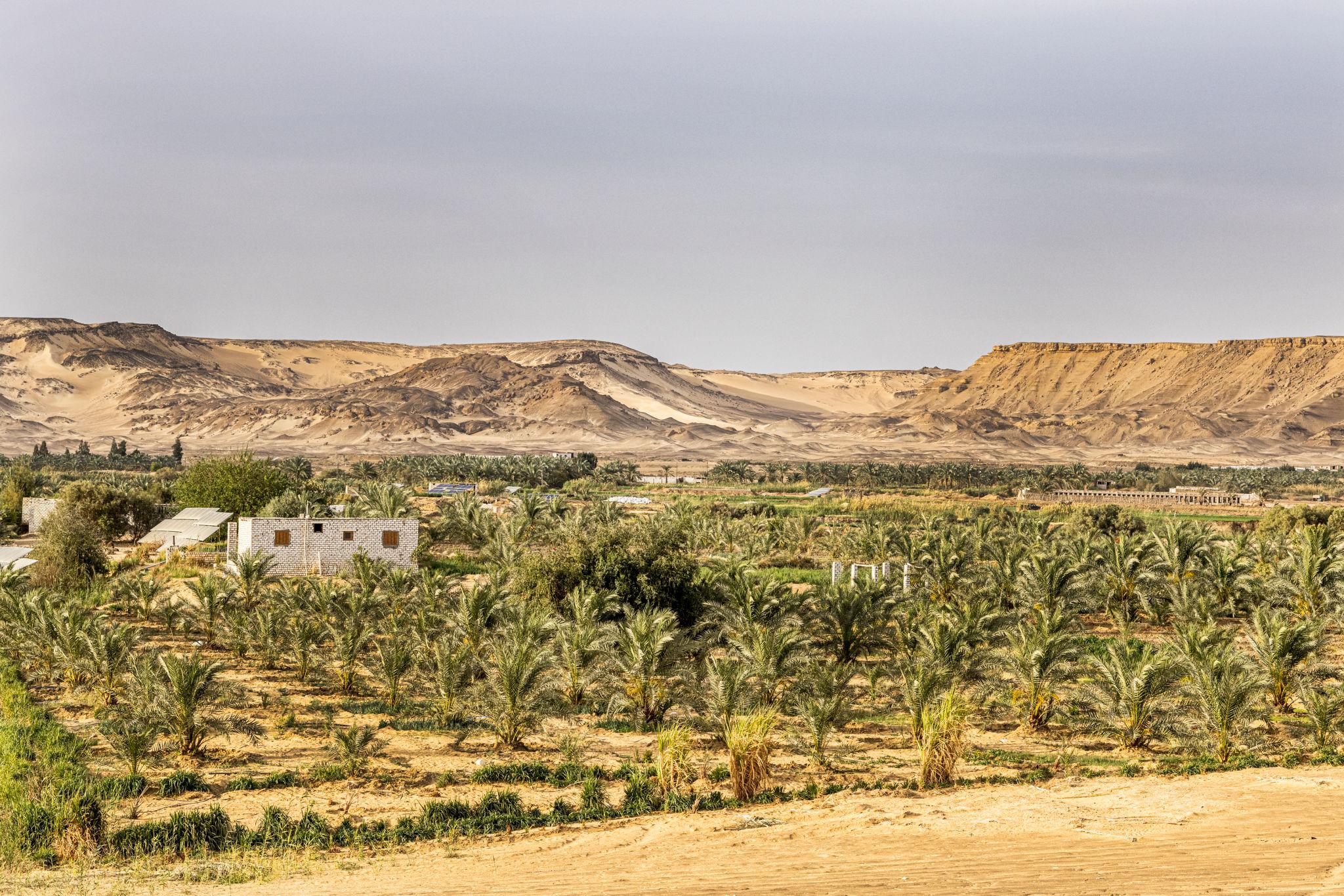 Lush date palm groves and a small building contrast with arid desert cliffs beyond.