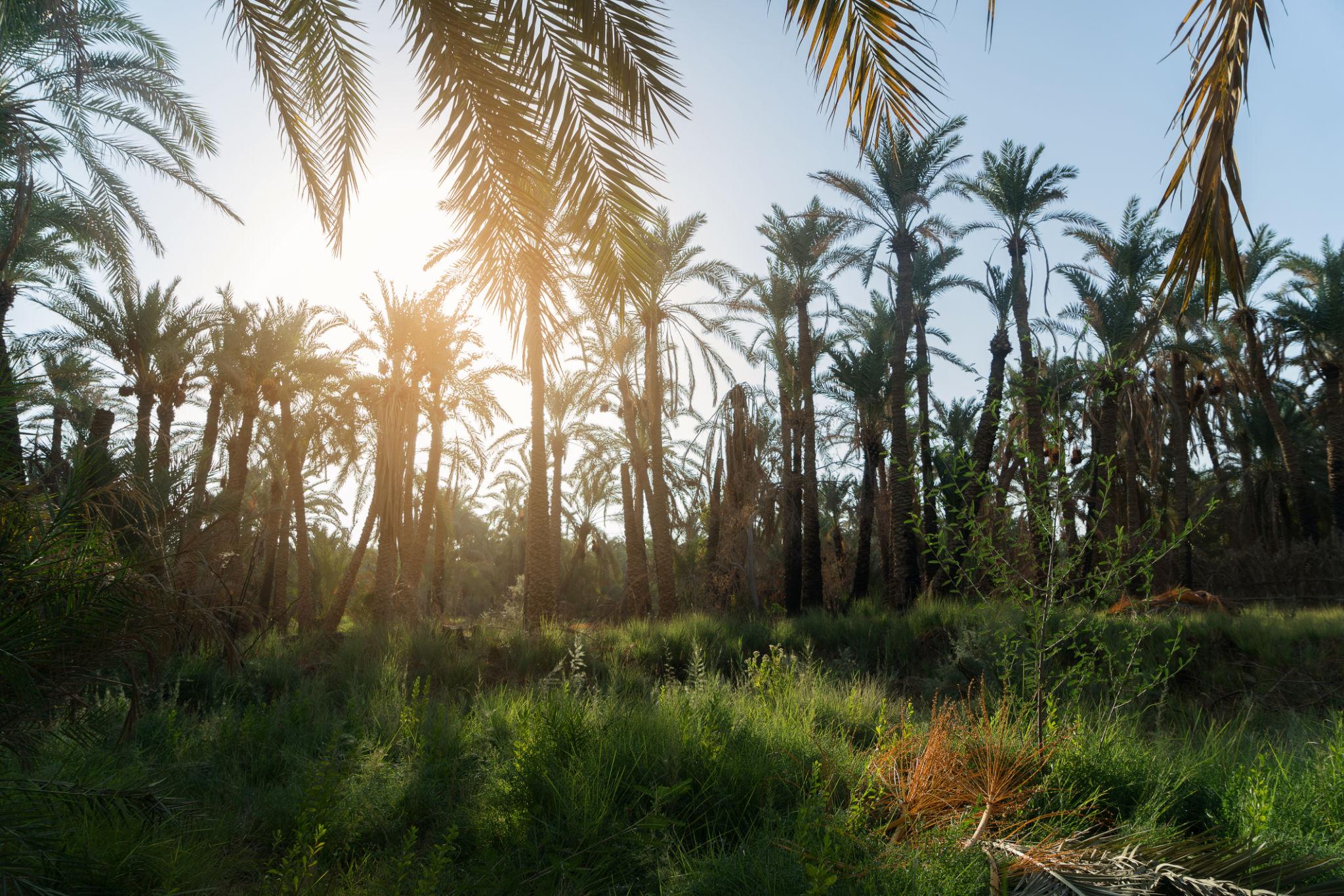 Sunlight streaming through tall date palms over lush green undergrowth in Bahariya Oasis