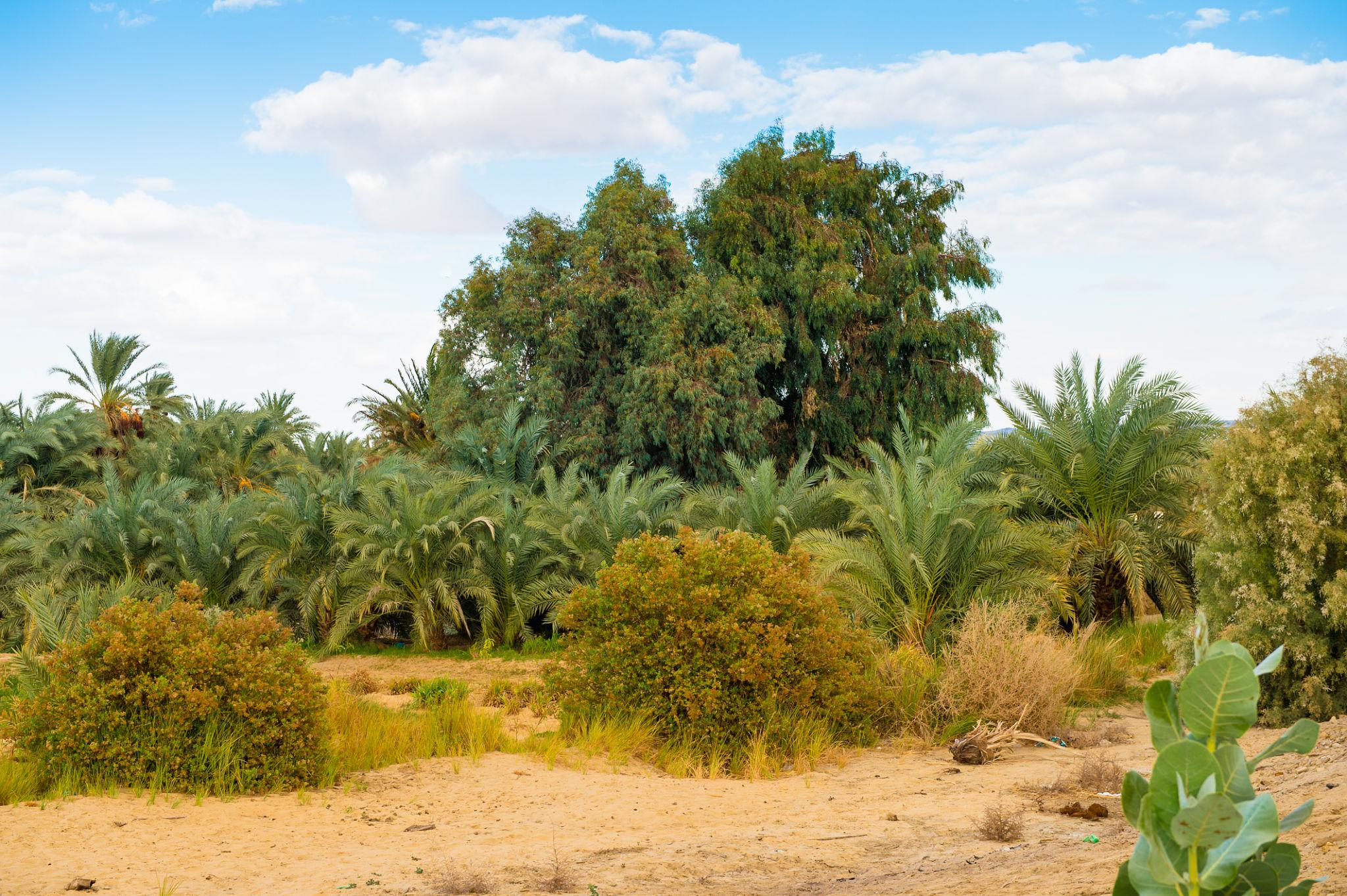 Lush palm trees and shrubs rising from sandy desert floor at Bahariya Oasis, Egypt