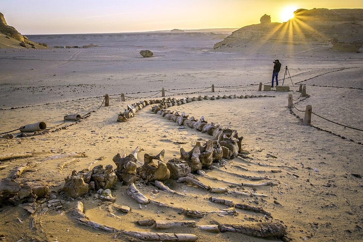 Ancient whale skeleton fossils exposed in desert sand at Wadi Al-Hitan at golden sunset