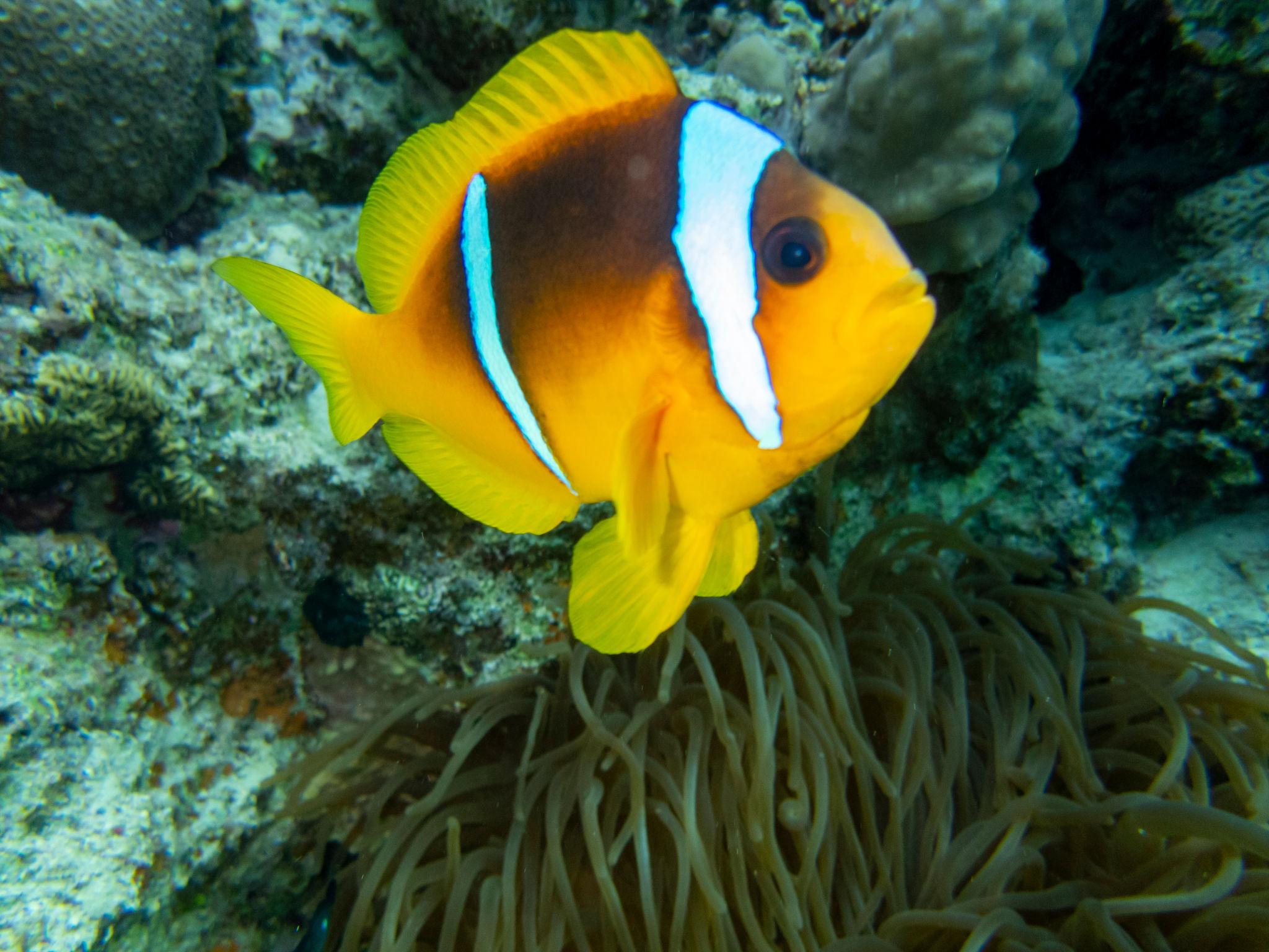 A vibrant orange clownfish with white stripes hovers above a sea anemone on a coral reef