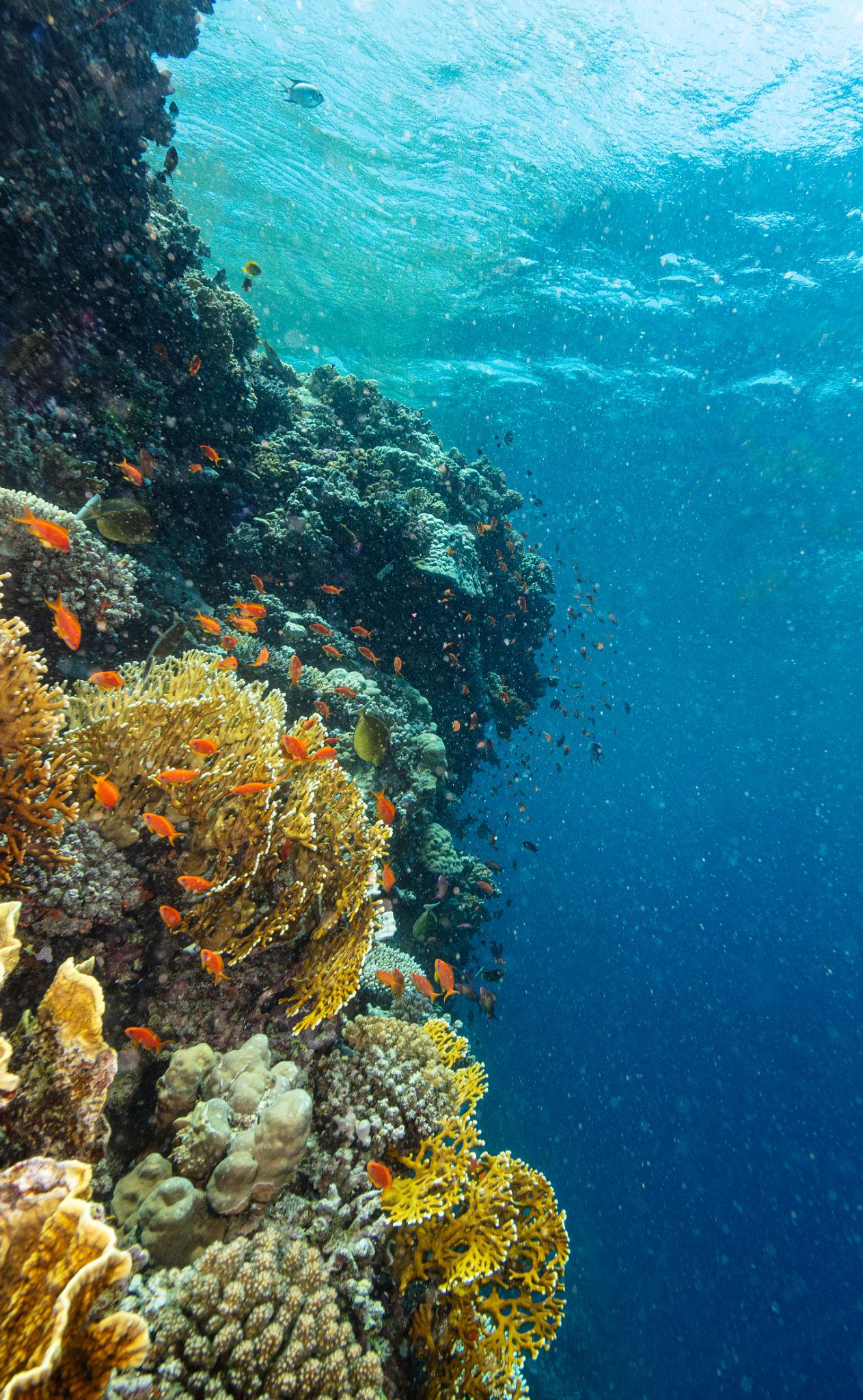 Vibrant coral reef wall teeming with orange anthias fish in crystal-clear Red Sea waters