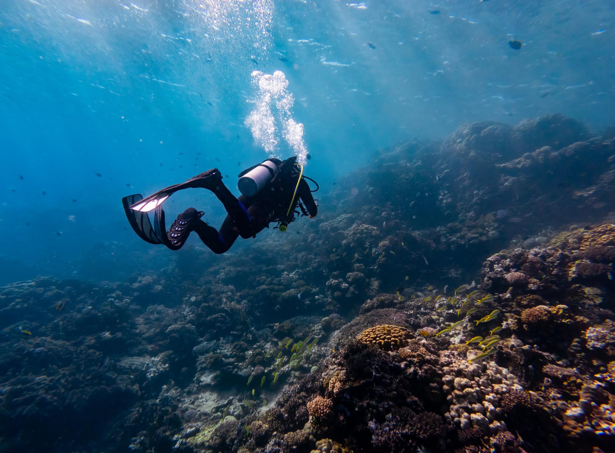 A scuba diver hovers above a vibrant coral reef with tropical fish in blue water
