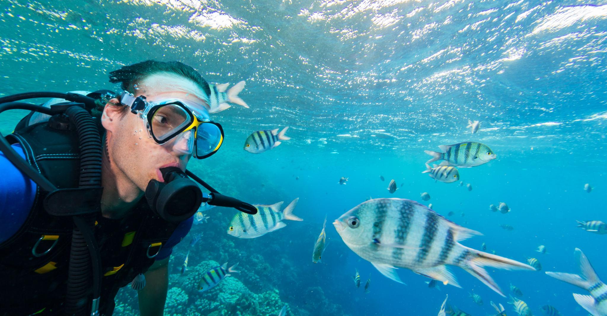 A scuba diver comes face to face with striped sergeant major fish in clear blue water