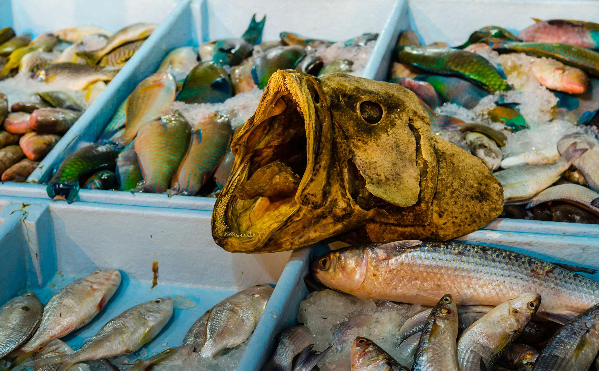 A large open-mouthed grouper head surrounded by colorful tropical fish on ice at a market