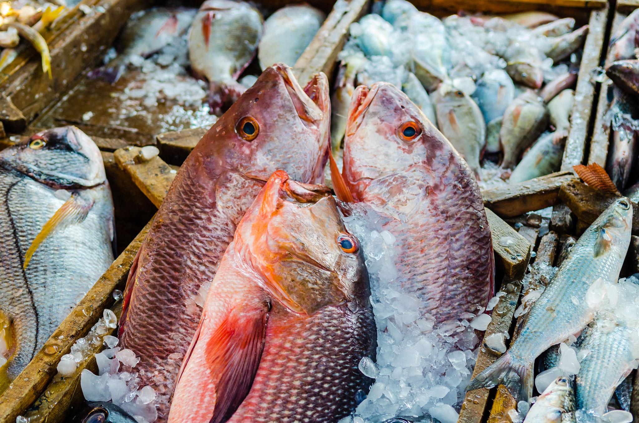 Fresh red snapper fish displayed on ice at a Red Sea seafood market stall