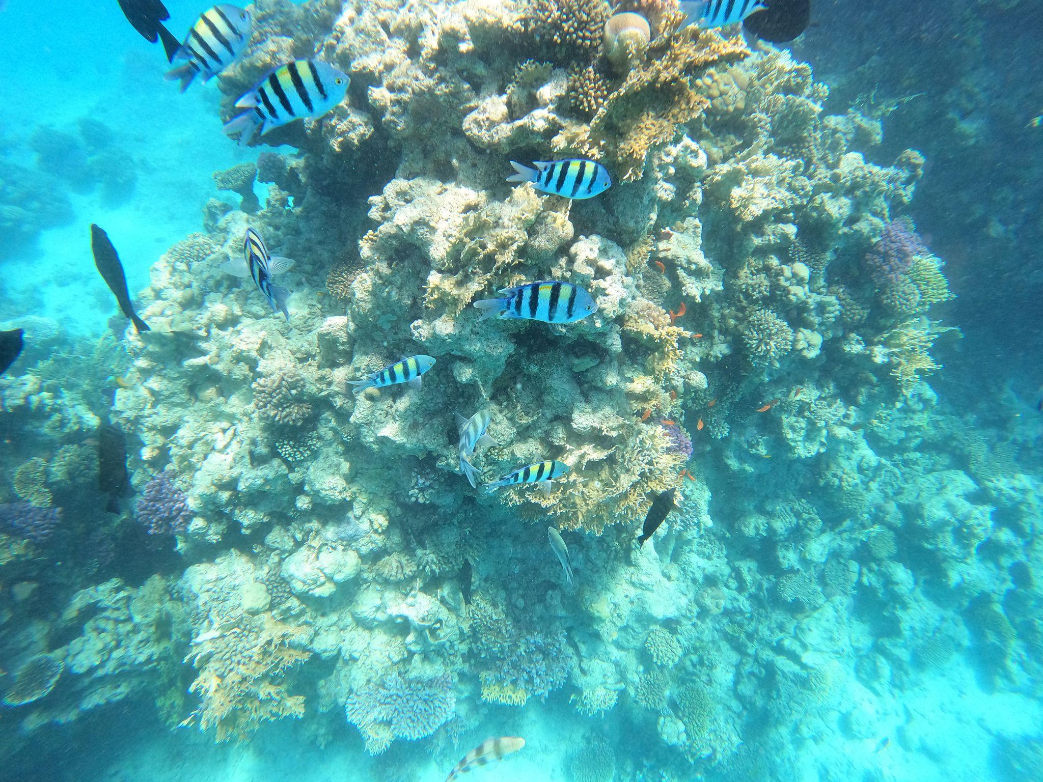 A school of striped sergeant major fish swimming around a large coral formation underwater.