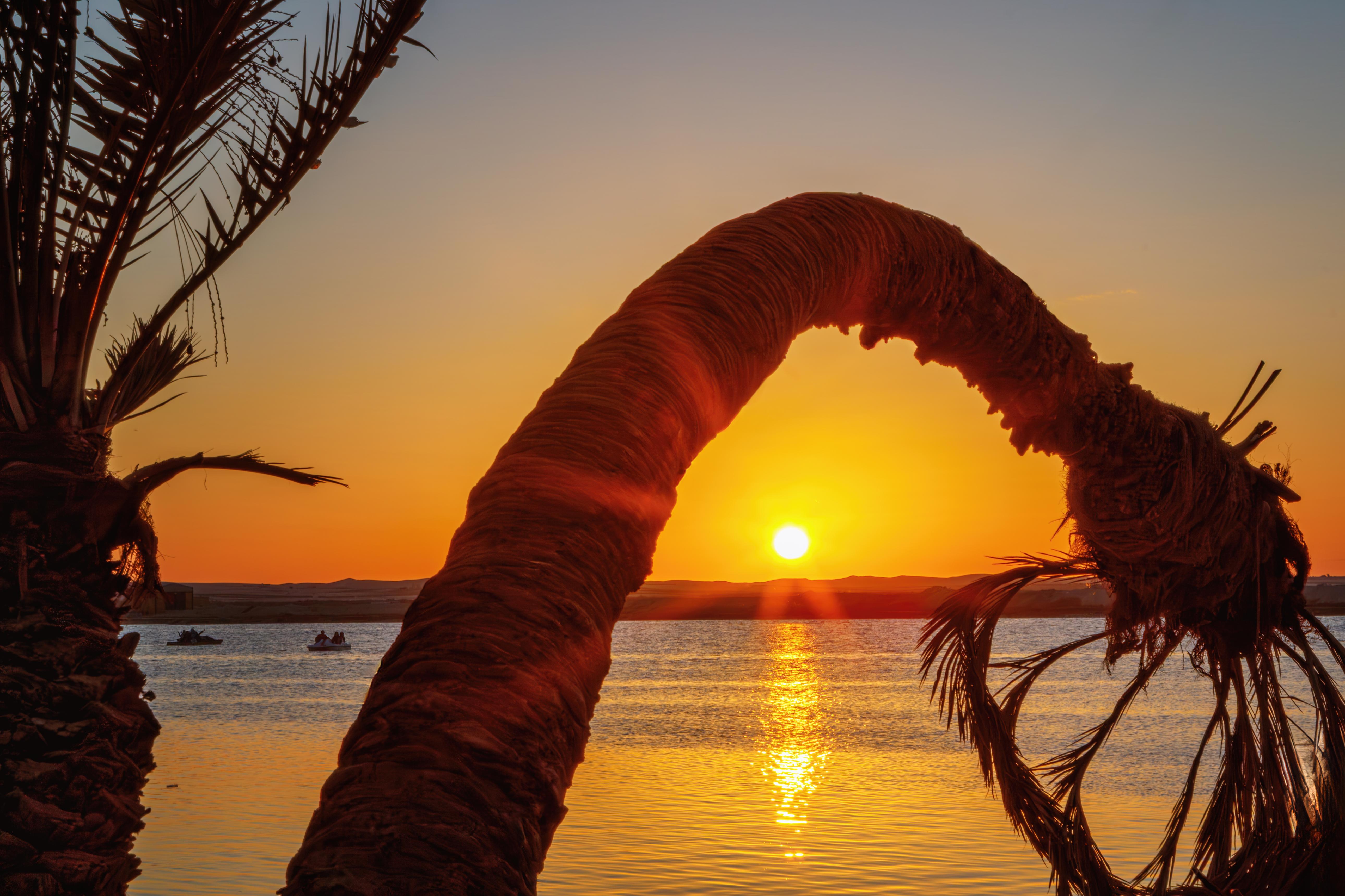 A curved palm trunk frames a golden sunset reflecting over Siwa's lake