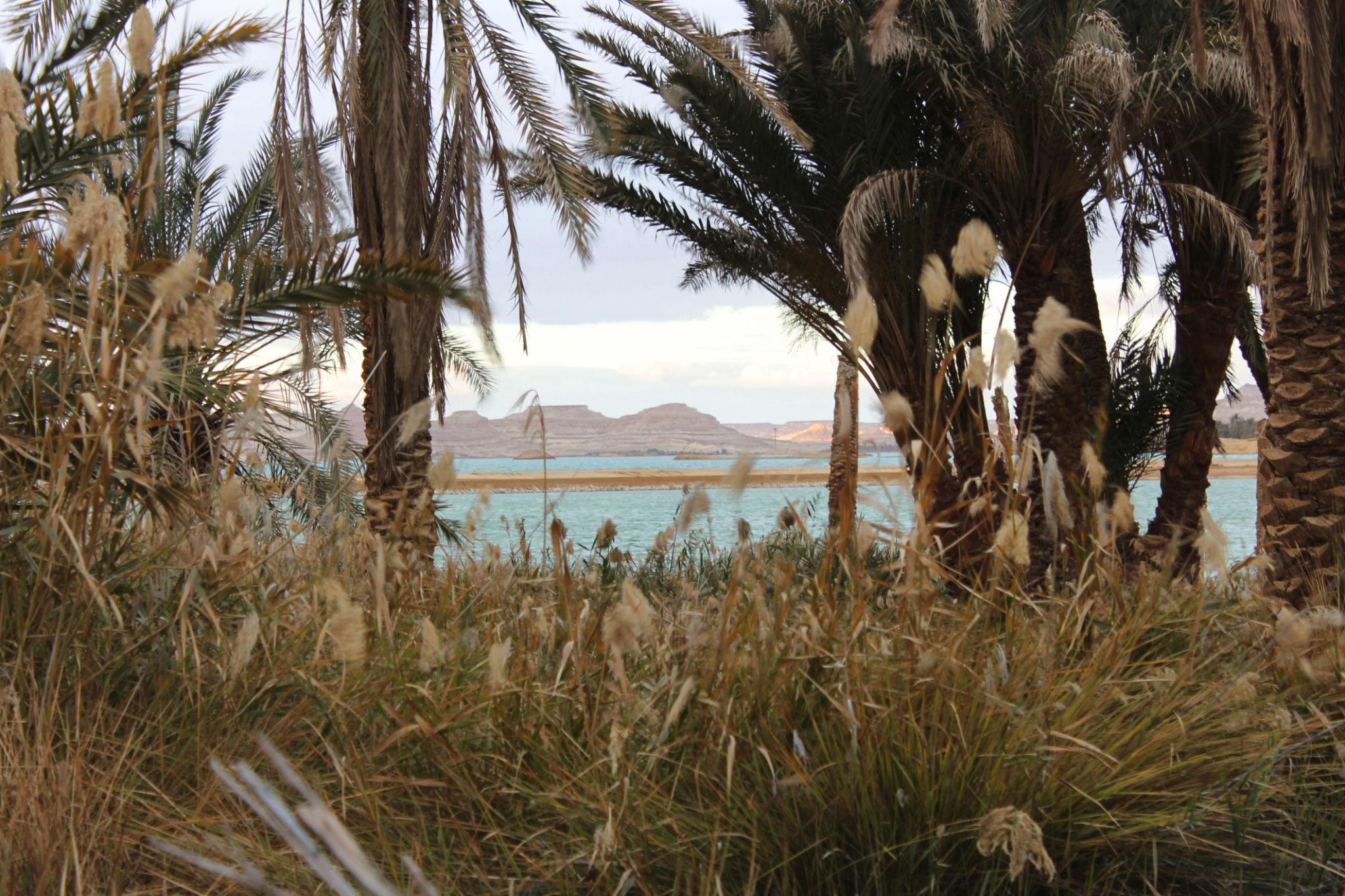 View through palm trees and reeds to a Siwa lake and distant mountains