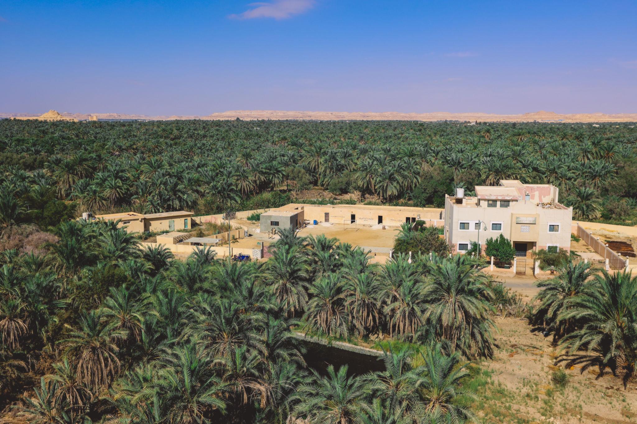 Aerial view of a desert village surrounded by dense palm groves with rocky escarpment beyond