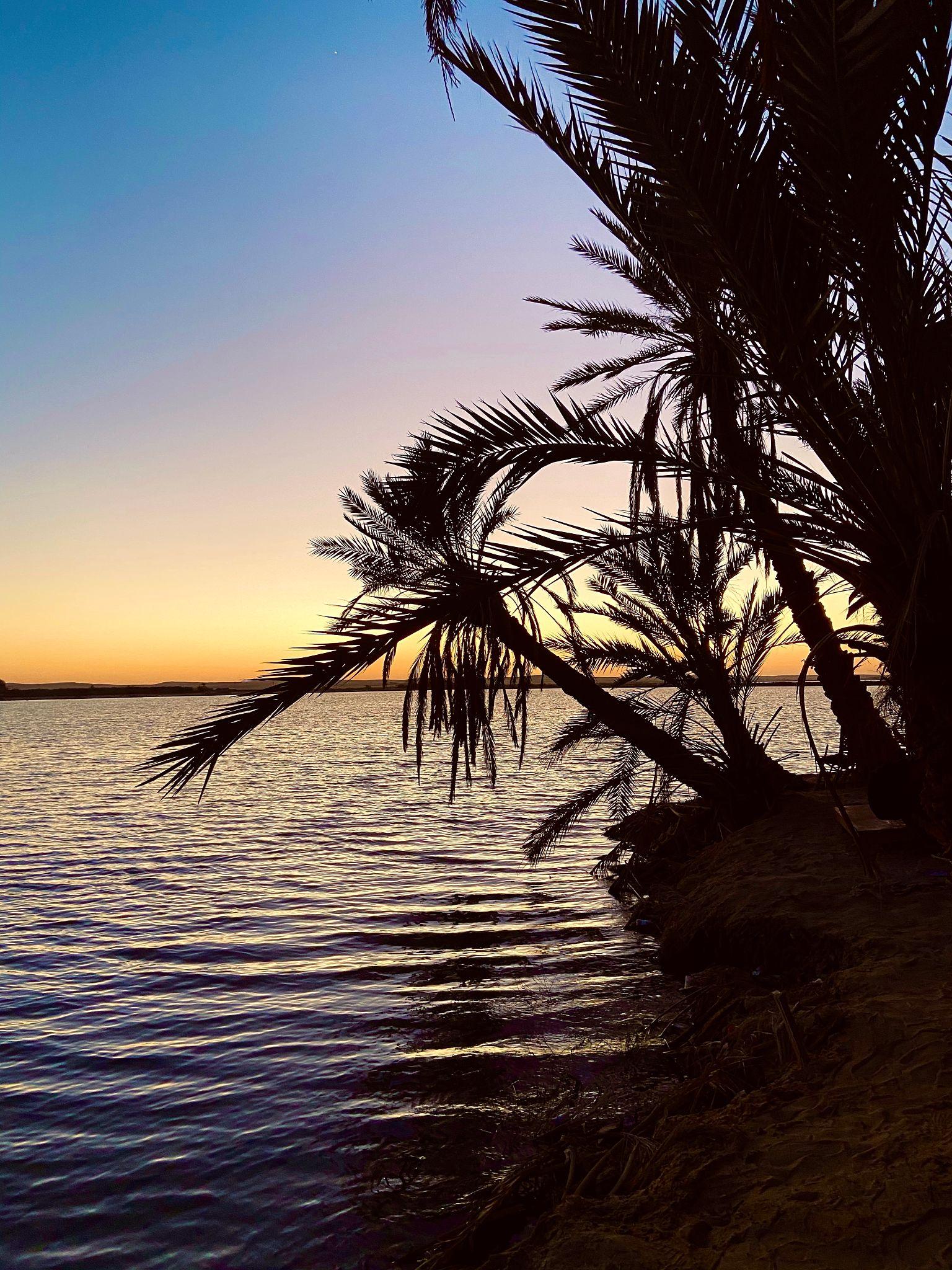 Silhouetted date palms lean over a calm lake at golden sunset in Siwa Oasis
