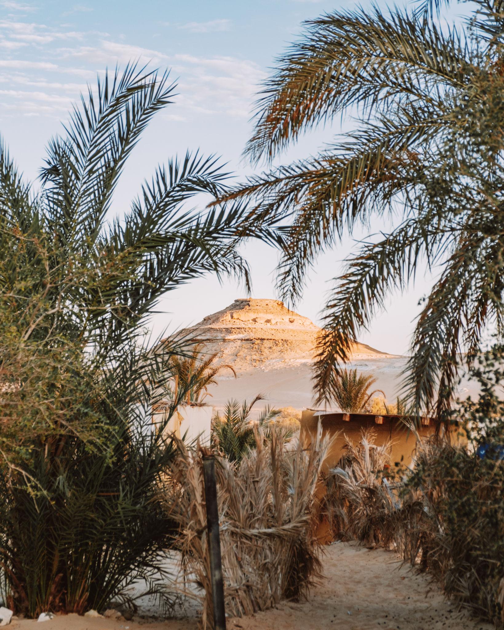Sandy path through date palms framing a golden sandstone butte in Siwa Oasis