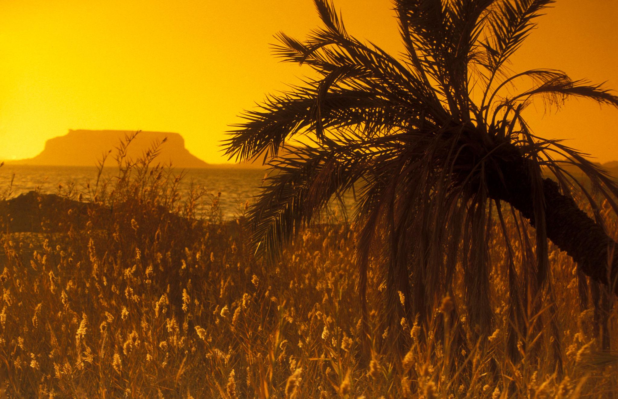 Palm tree and golden reeds silhouetted against a glowing sunset over Siwa's lake