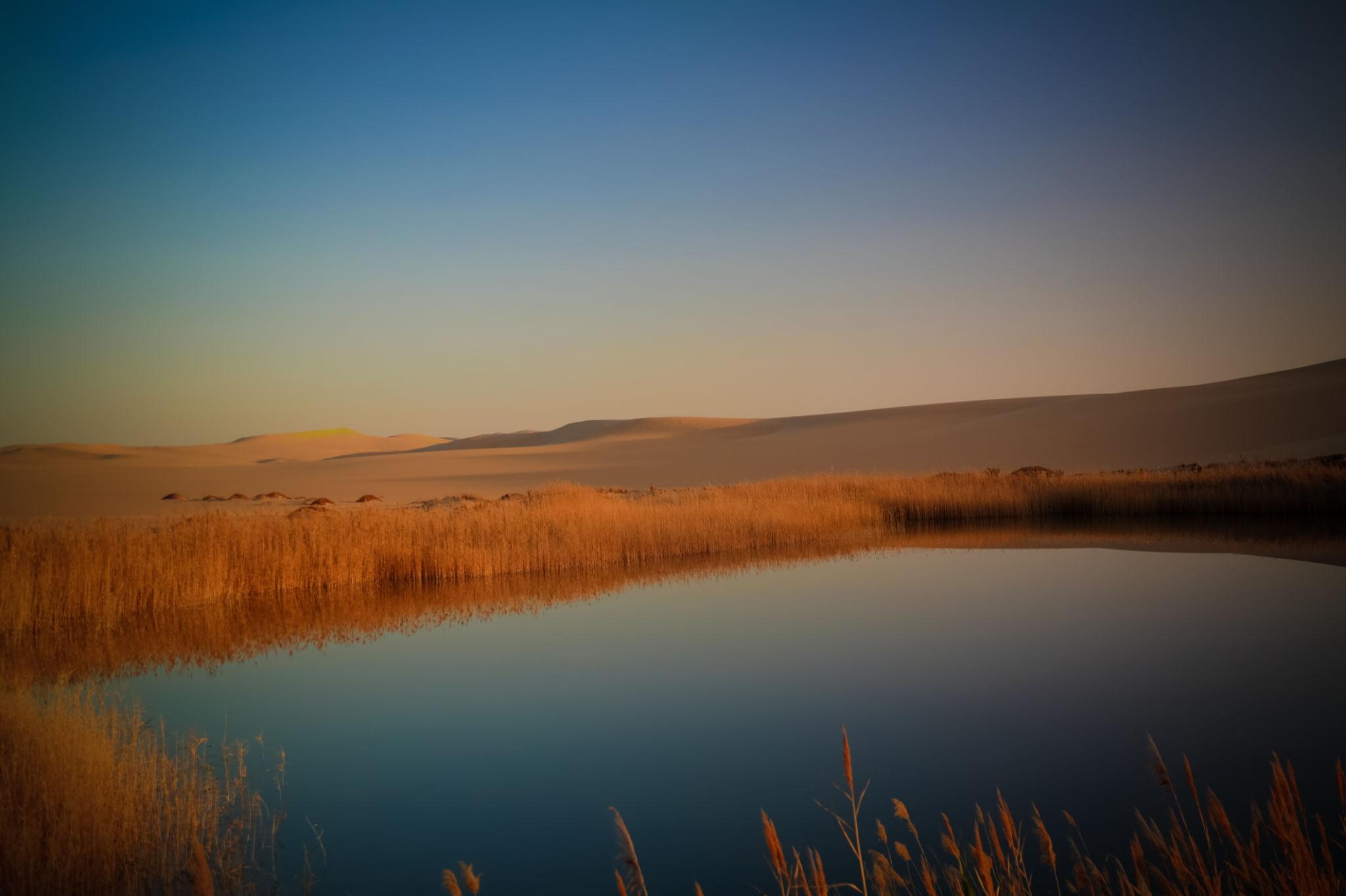 Golden reeds reflect in a still desert lake with sweeping sand dunes behind at dusk