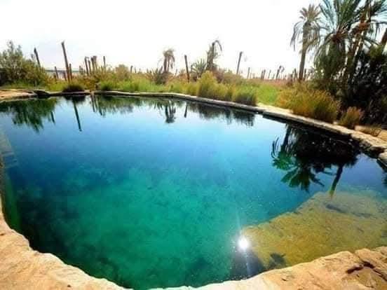 A crystal-clear turquoise natural spring pool surrounded by palm trees in Siwa Oasis