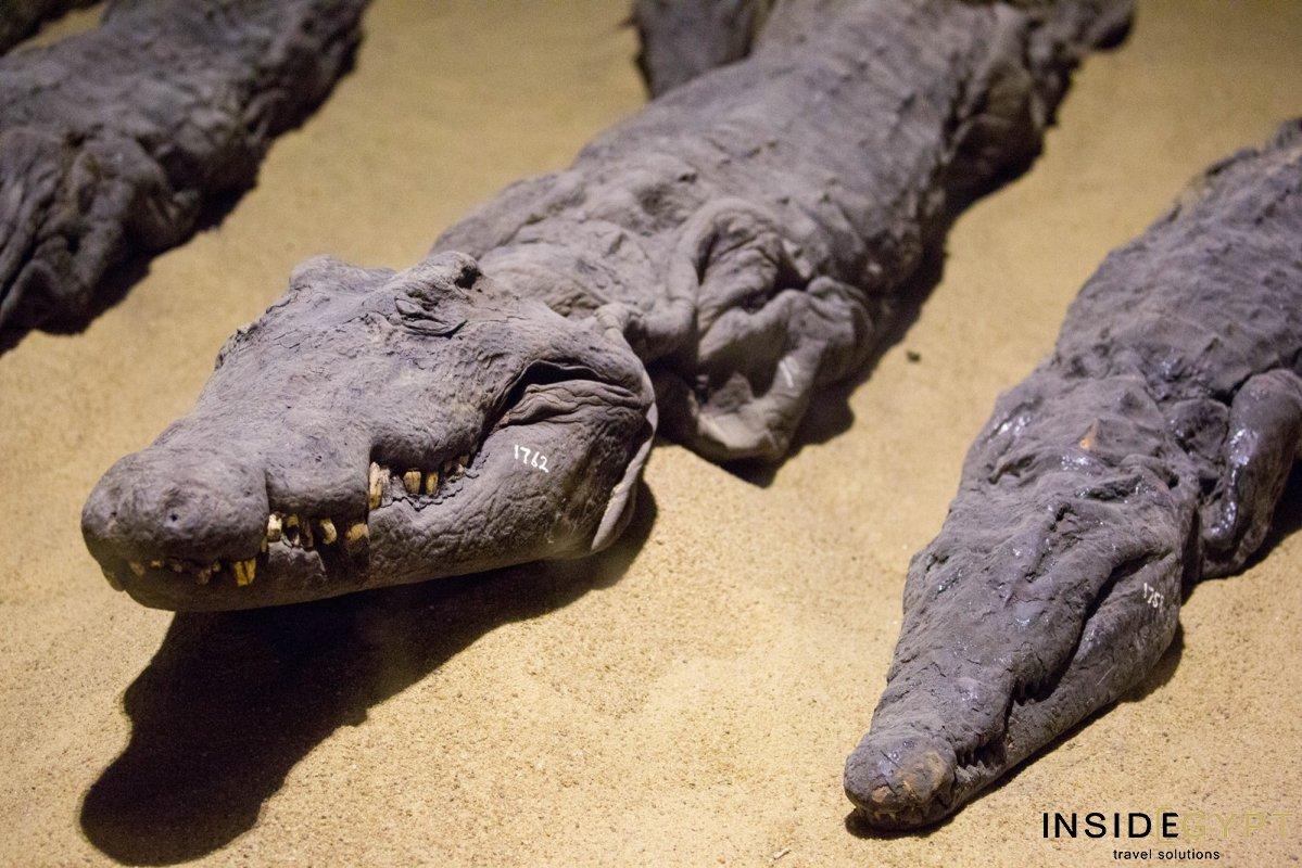 Close-up of a mummified crocodile head with visible teeth from the Crocodile Museum.