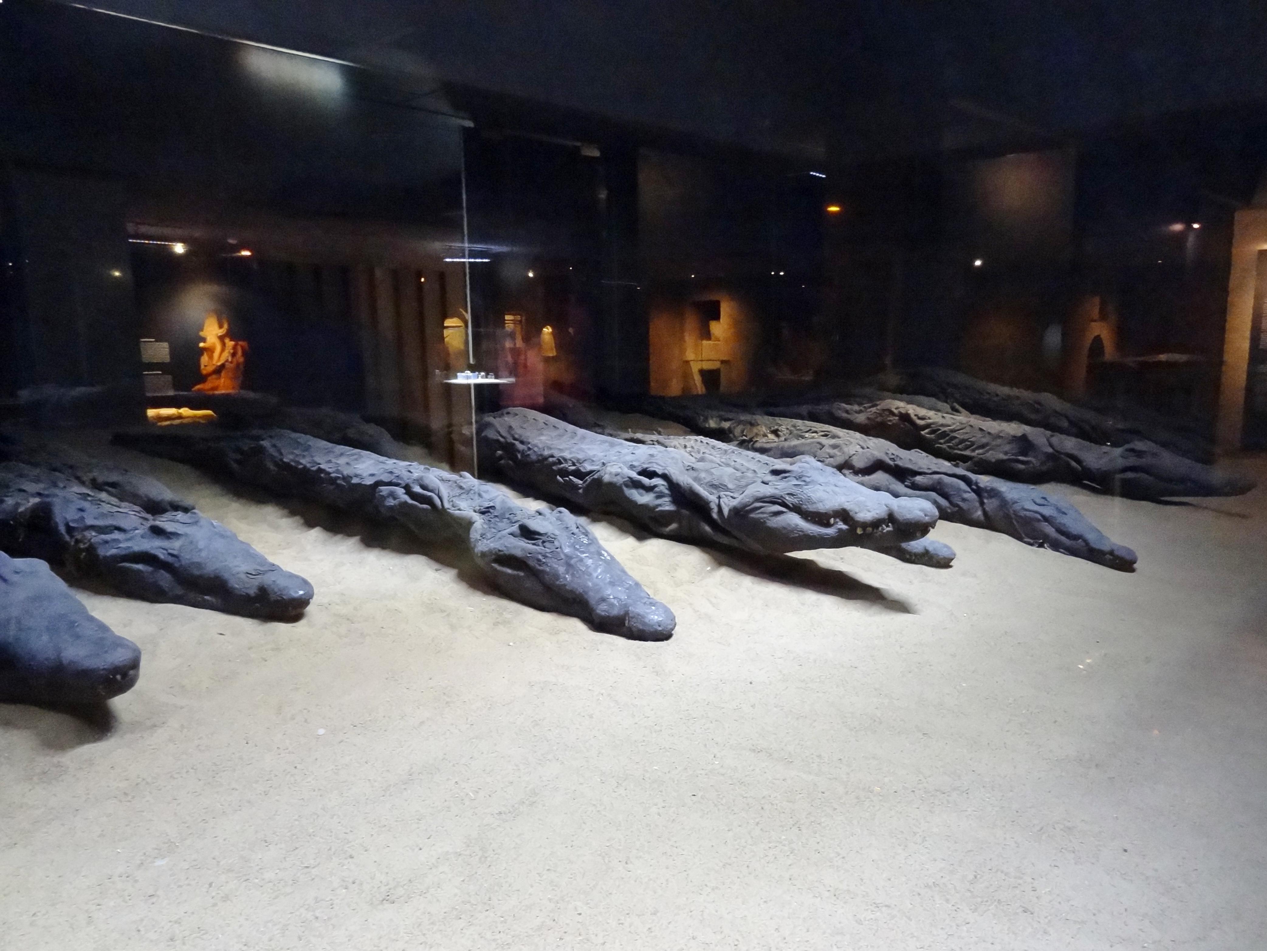 Interior of the Crocodile Museum displaying mummified crocodiles behind glass.