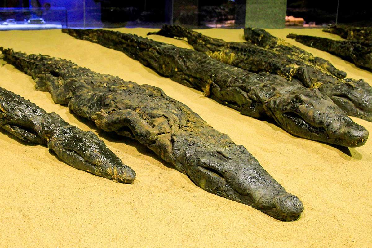 Row of preserved mummified crocodiles laid out on sand inside the Crocodile Museum.