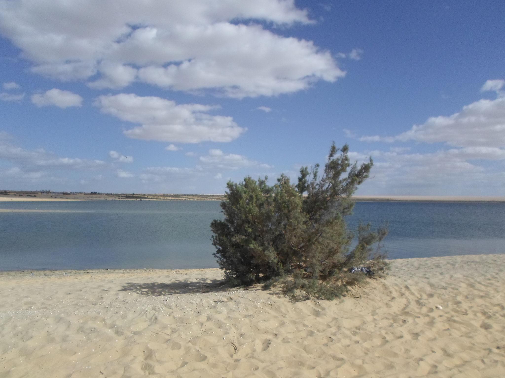 Lone tamarisk bush on sandy lakeshore under bright white clouds