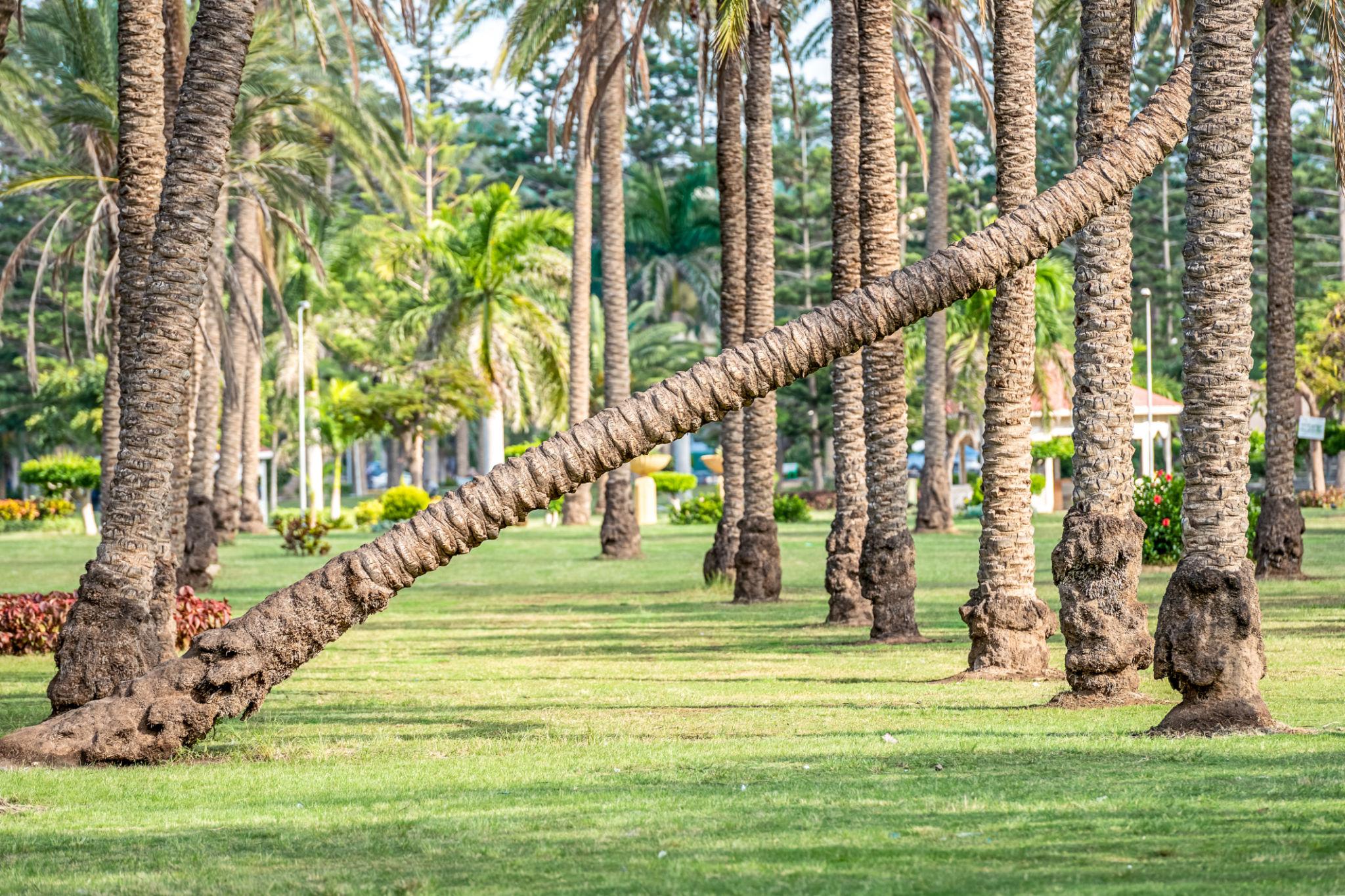 Leaning palm trees arching over a manicured tropical garden lawn