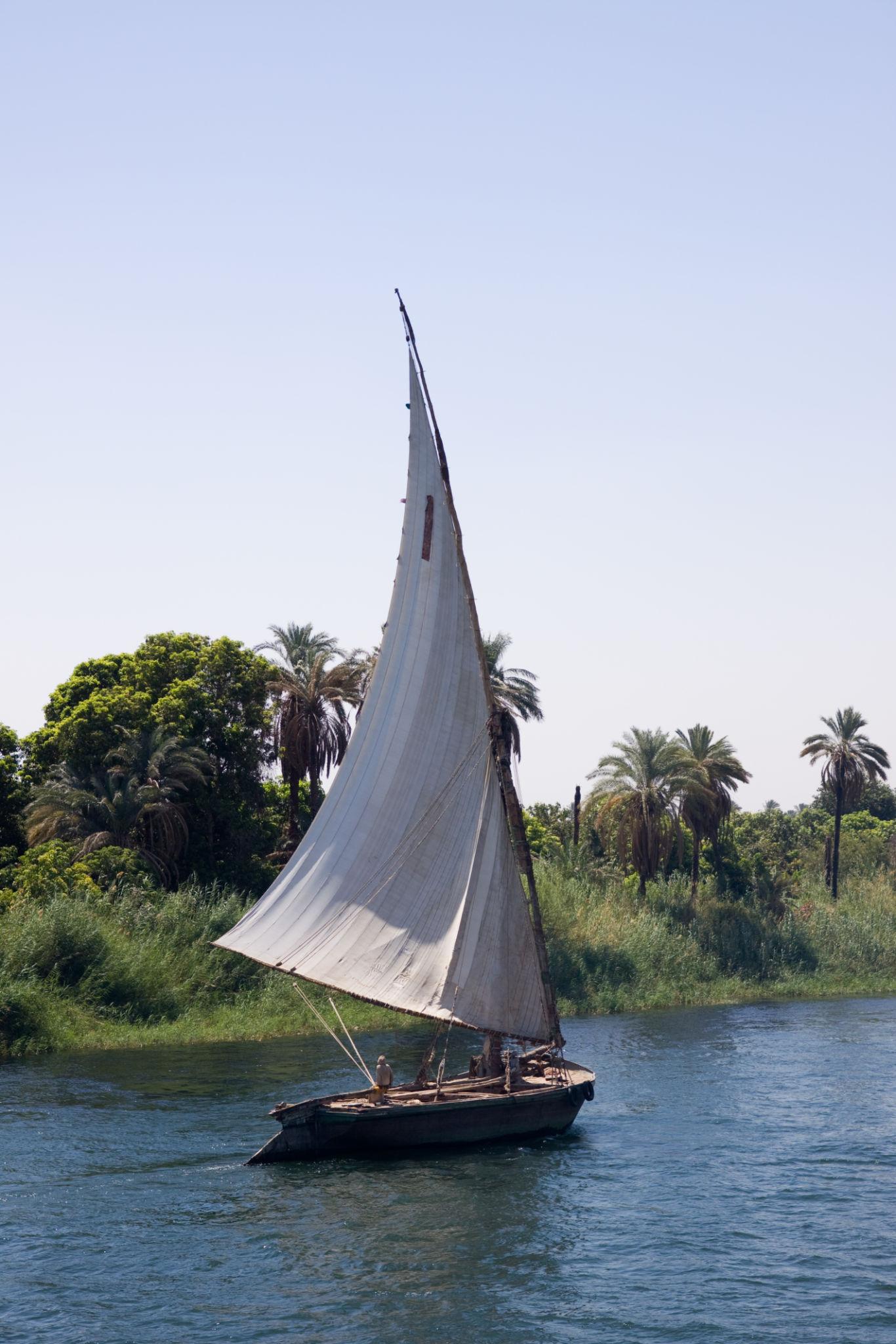 Traditional felucca sailing past lush green reeds and palms on the Nile