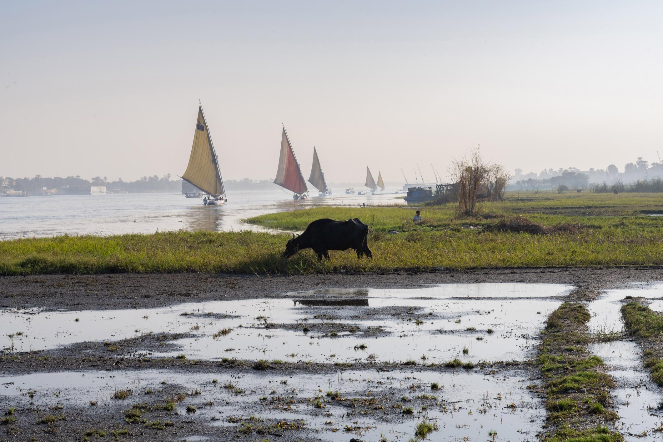 Water buffalo grazing on Luxor west bank with feluccas on the Nile