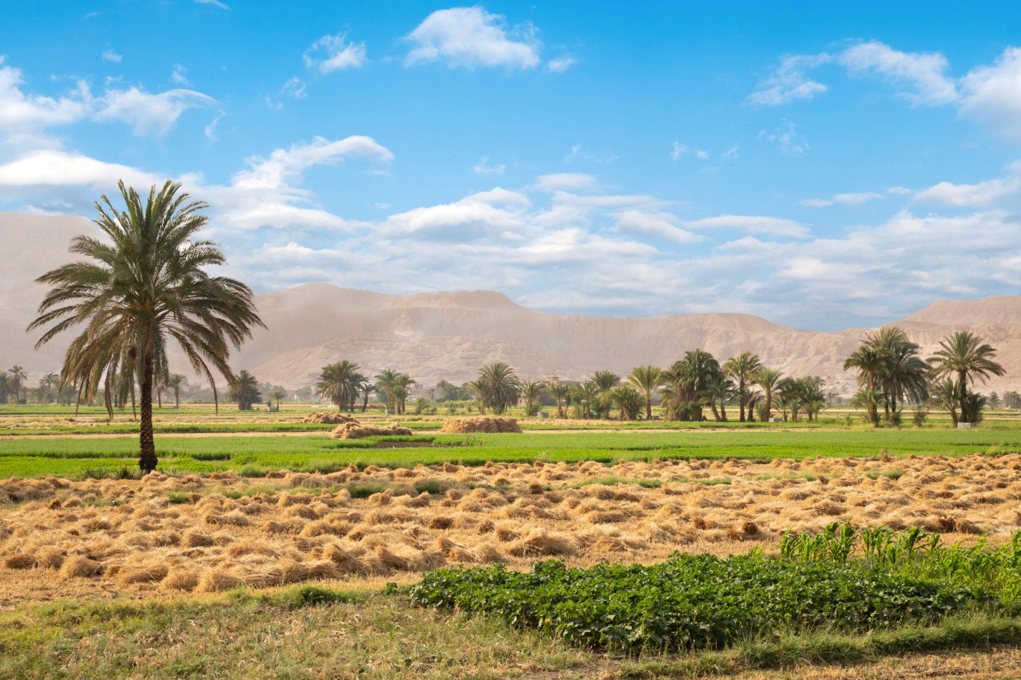Green farmland and palms on the Luxor west bank backed by desert cliffs