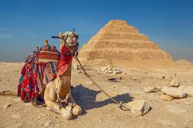 A decorated camel resting in the sand before the ancient Step Pyramid of Saqqara, Egypt.