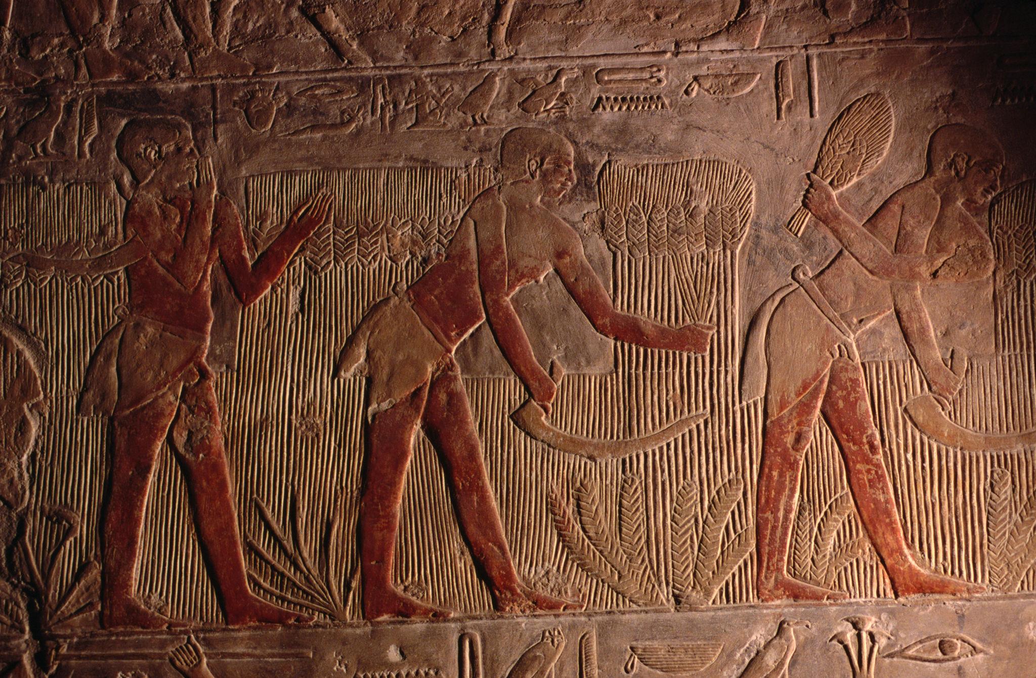 Ancient Egyptian bas-relief showing farmers harvesting grain, with hieroglyphs above and below.