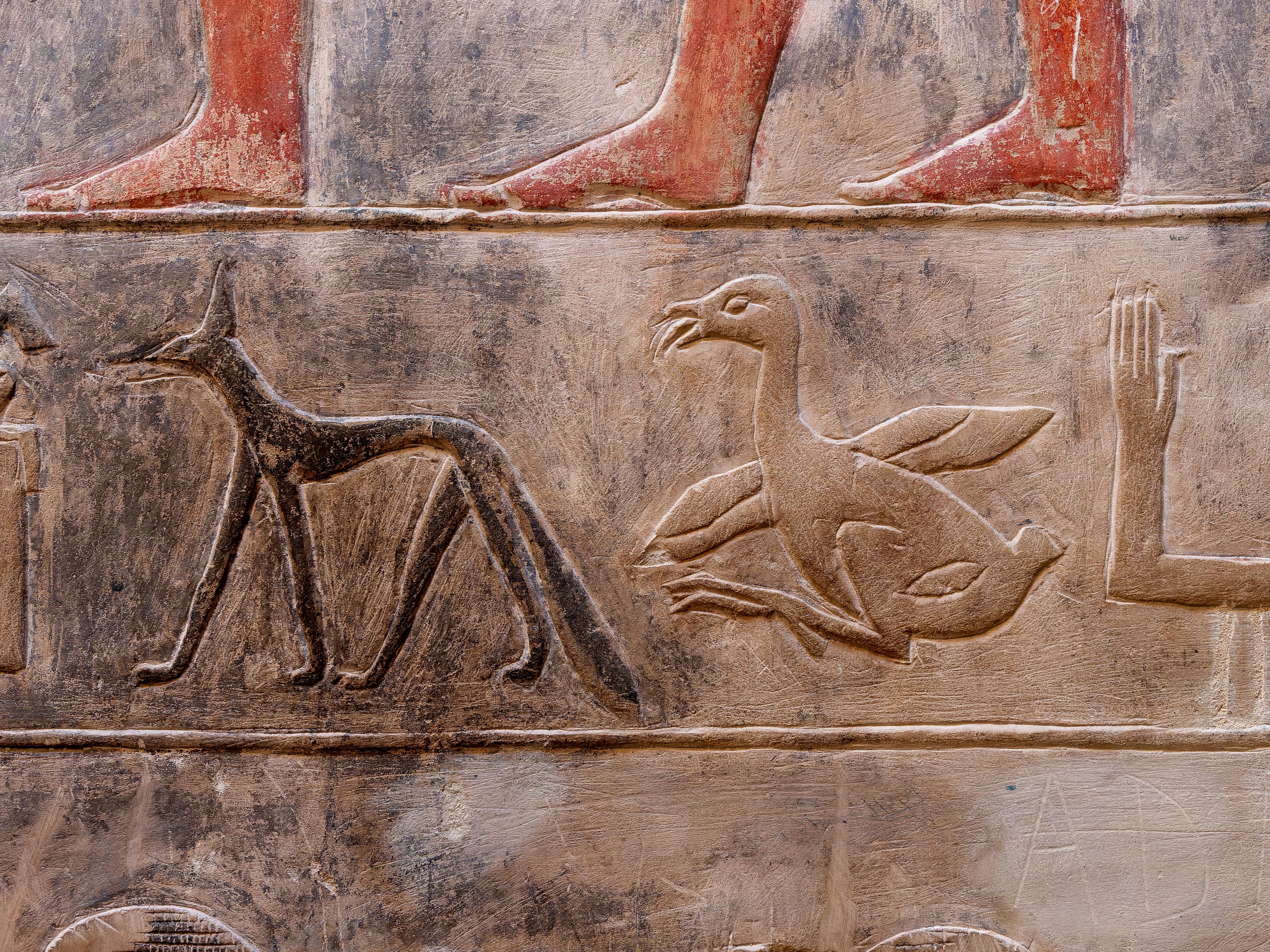 Close-up of carved hieroglyphs showing a jackal and bird at Saqqara