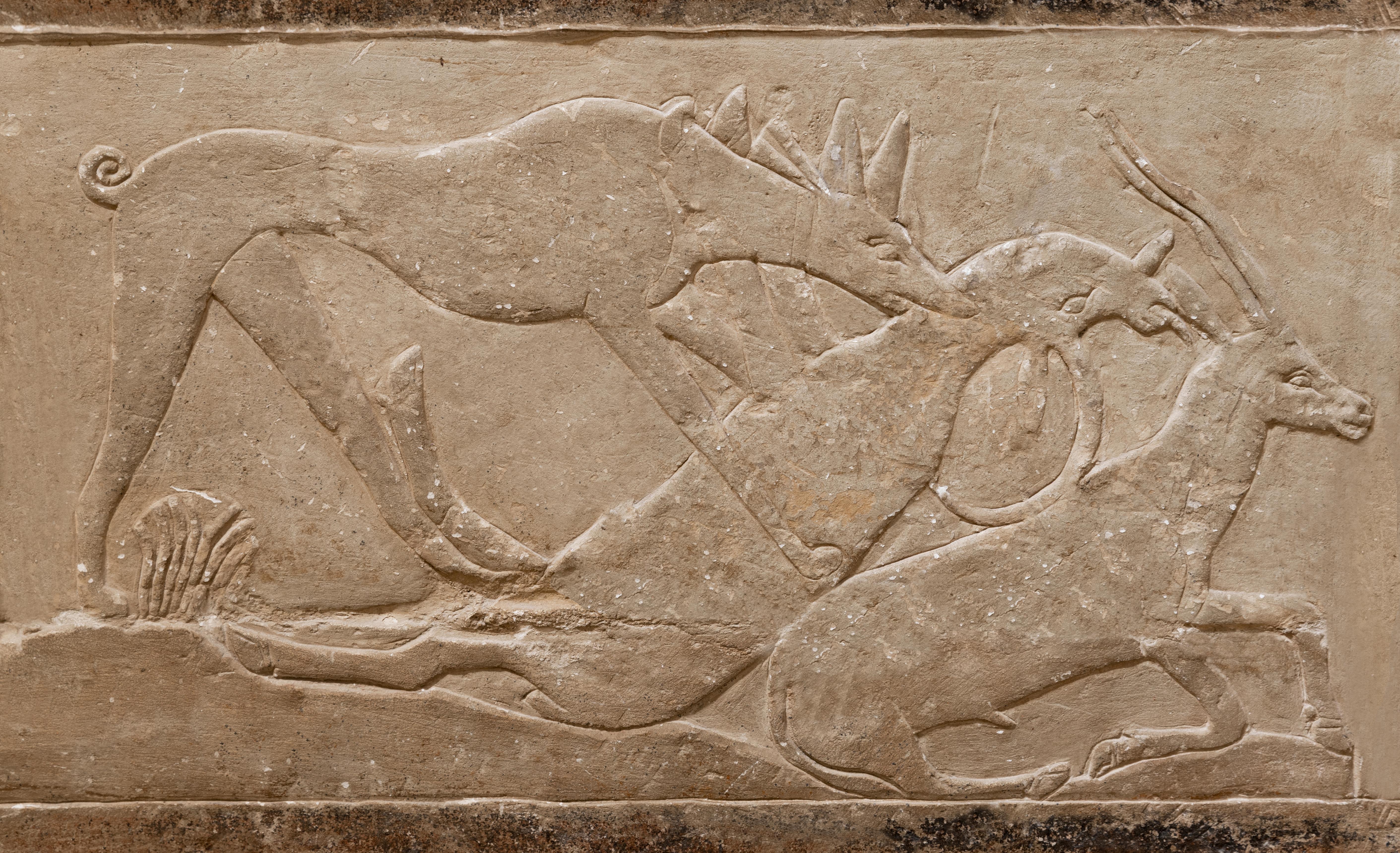 Ancient Egyptian limestone relief carving of a lion attacking a fallen antelope at Saqqara
