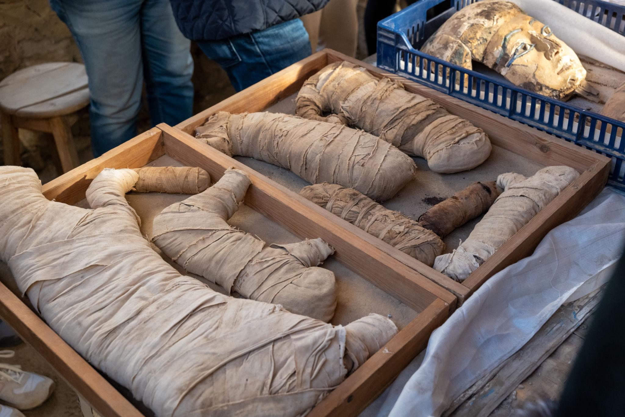 Several linen-wrapped mummies laid in a wooden tray beside a gilded funerary mask at Saqqara