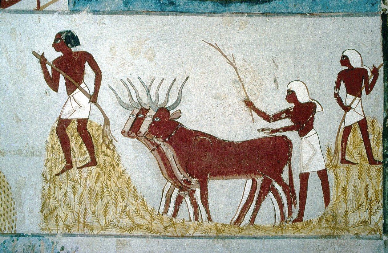 Farmer driving a pair of oxen through a painted field in a tomb mural.