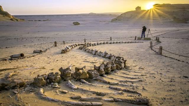 Articulated fossilized whale skeleton at sunset with a photographer on tripod at Wadi Al-Hitan