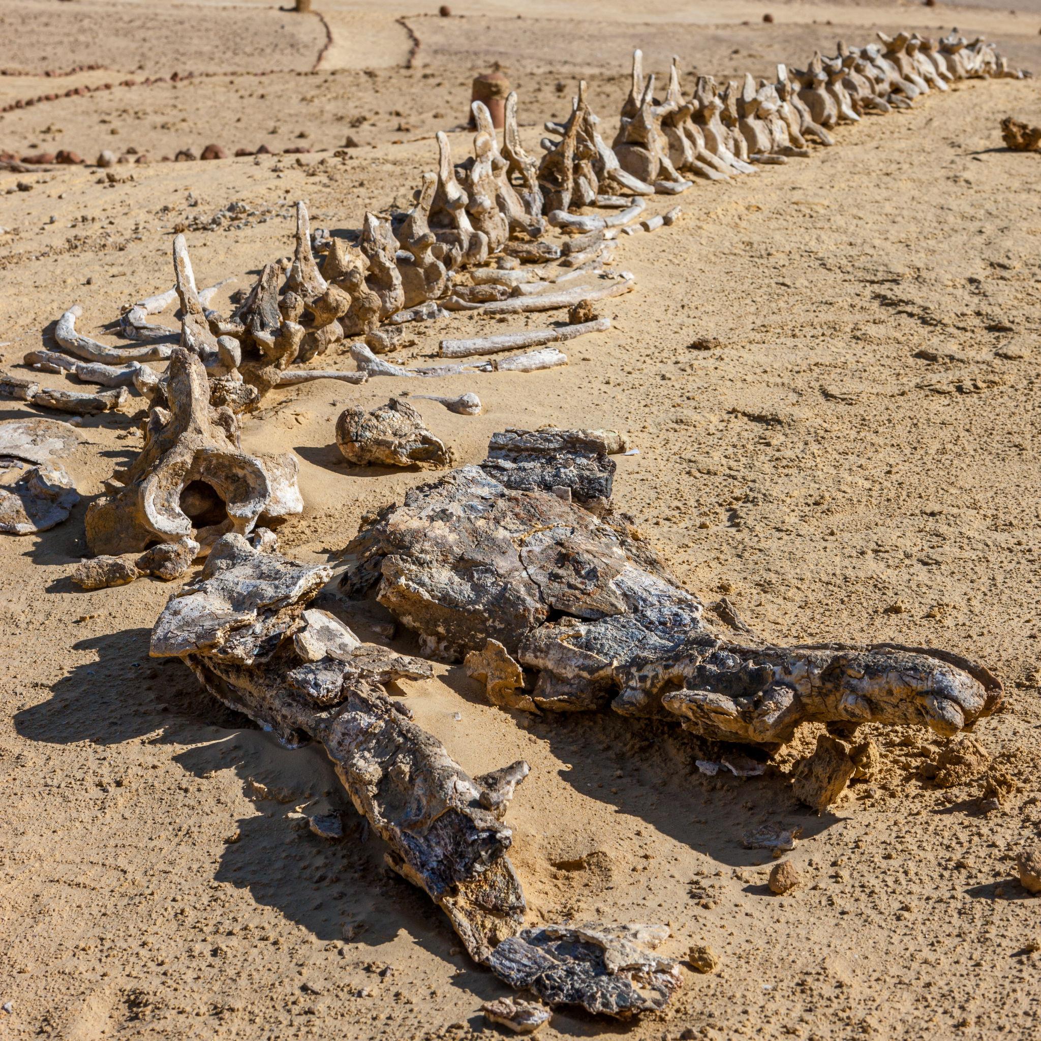 Close-up of a fossilized whale spine and skull exposed in the sand at Wadi Al-Hitan, Egypt