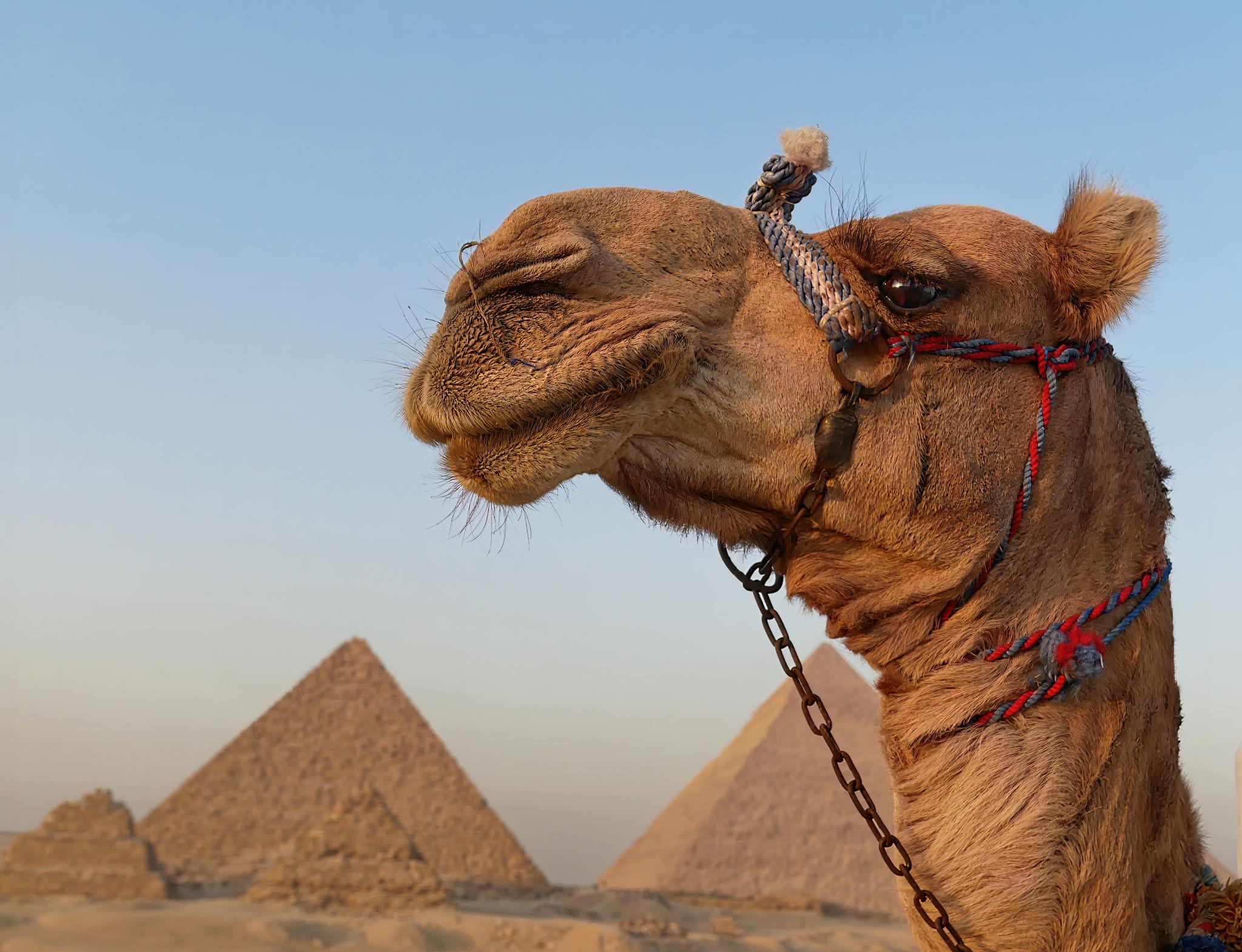 Paseo en Camello al Atardecer en las Pirámides de Giza - Experiencia Icónica del Desierto
